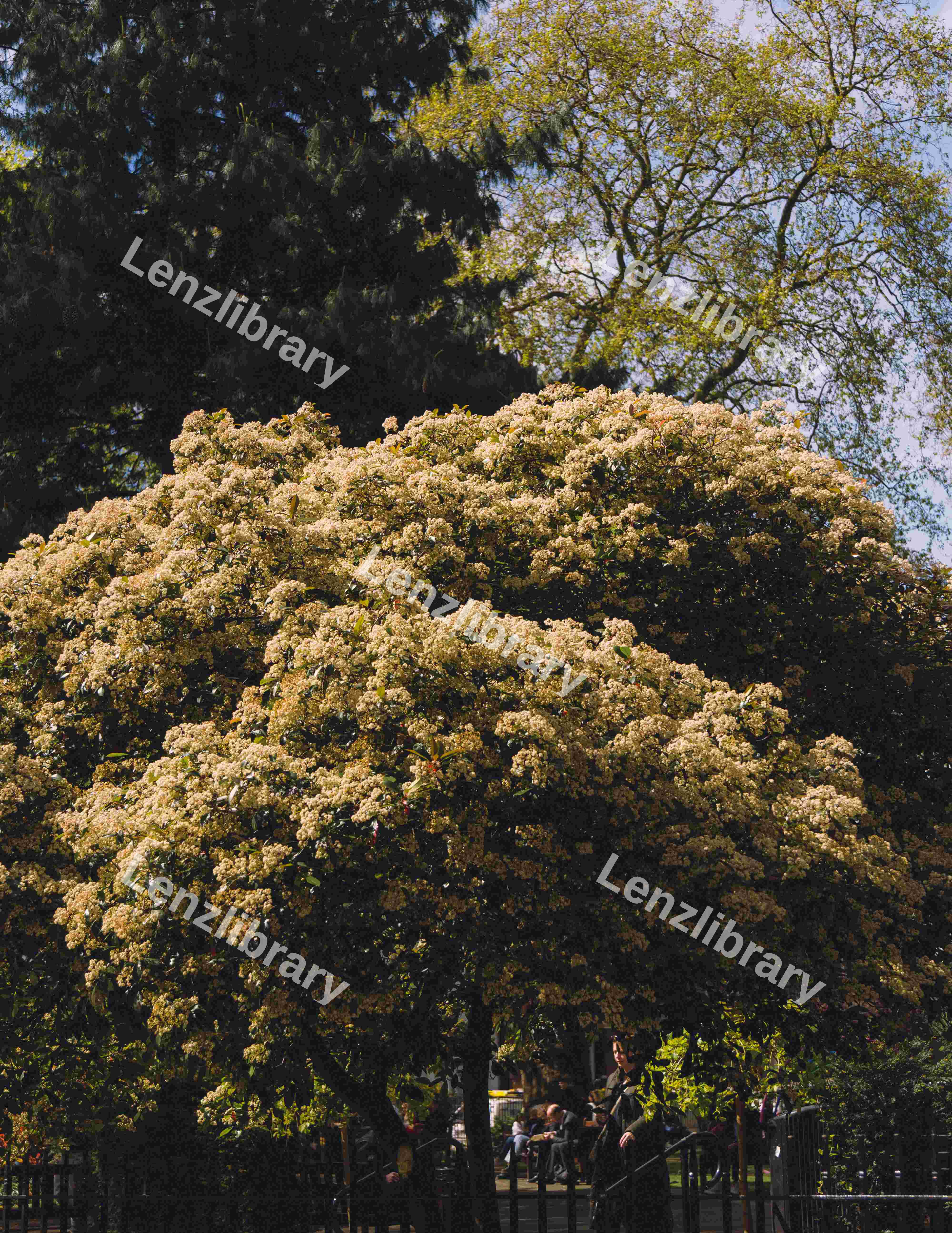 Tree Blooms Outside A Park